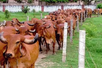 Our herd of pure Gir cows