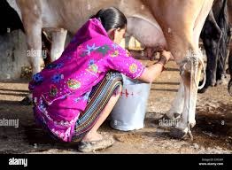 Real milking process