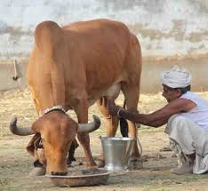 Traditional milking process